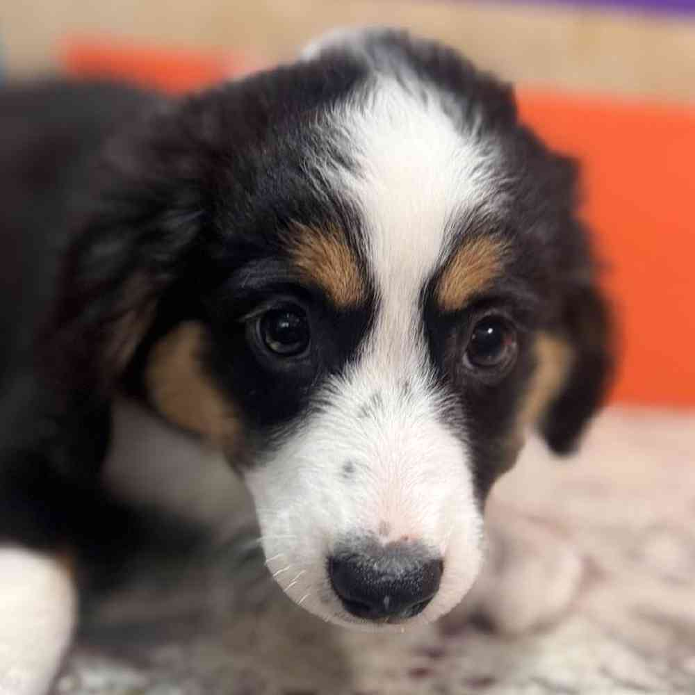 carousel pet images