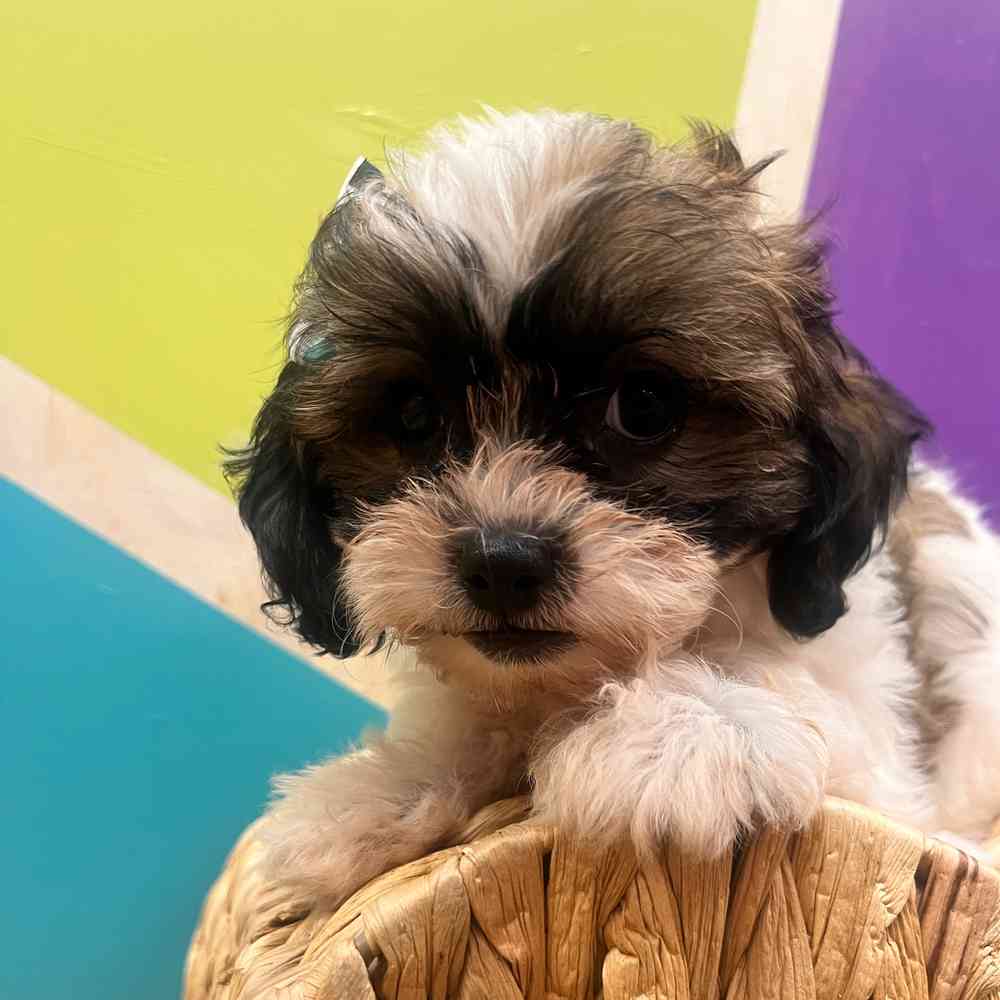 carousel pet images