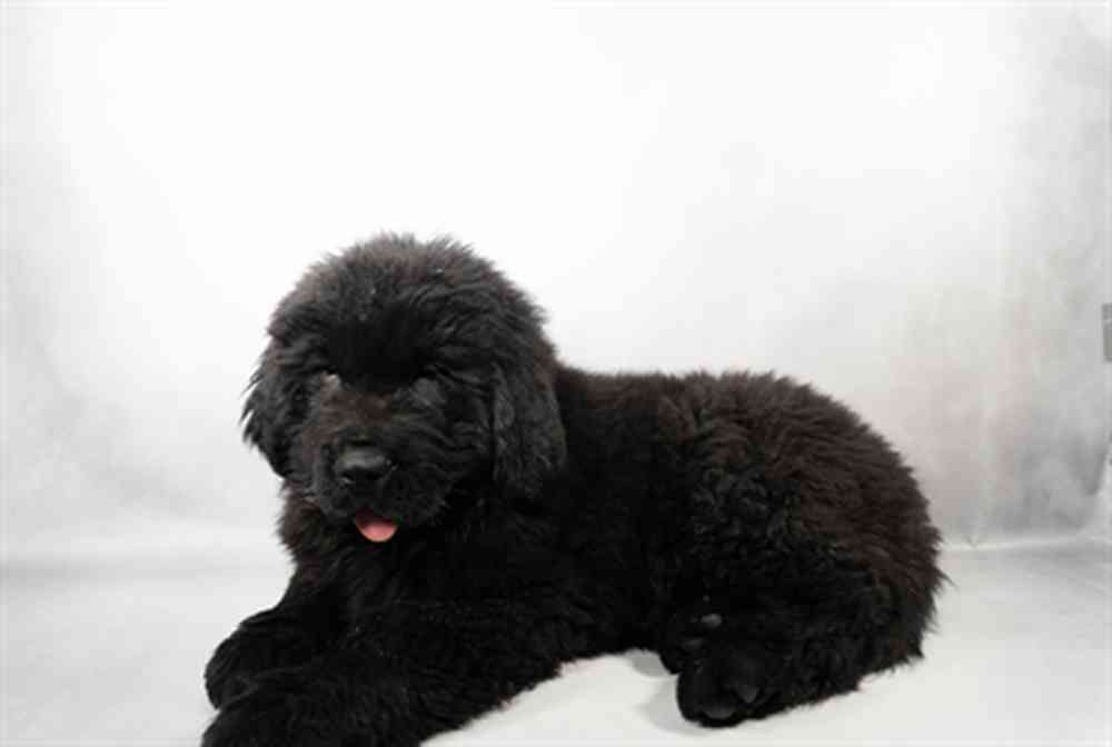 Image of a pet breed in the gallery