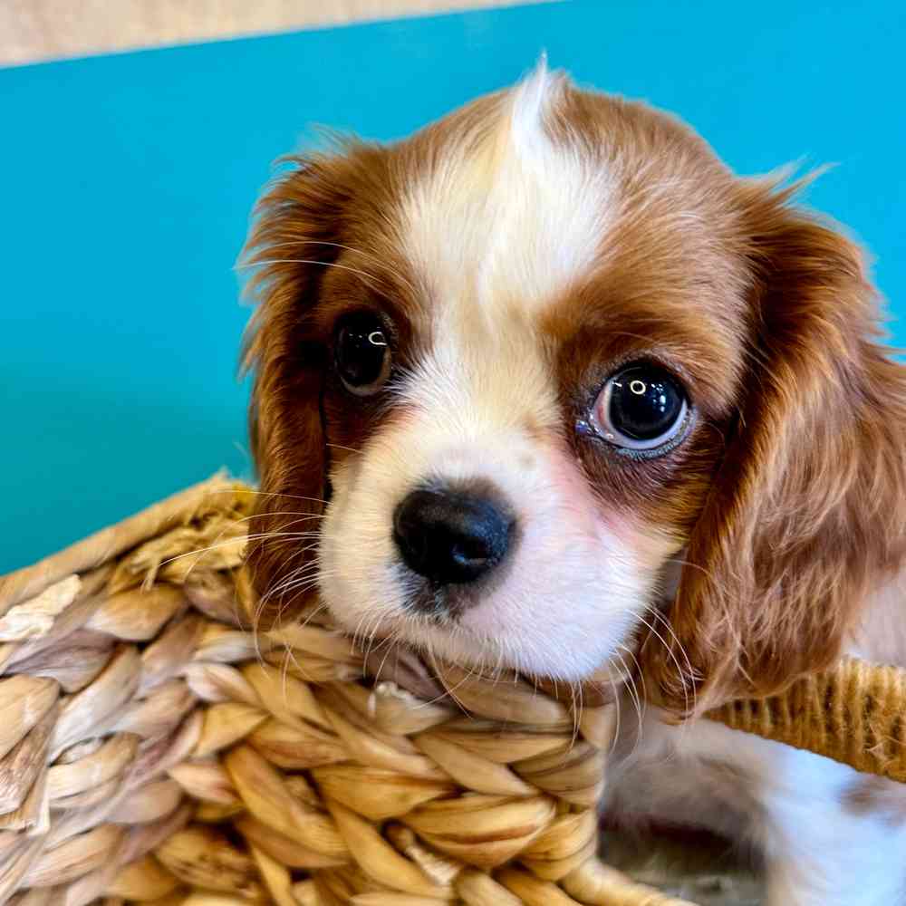 carousel pet images