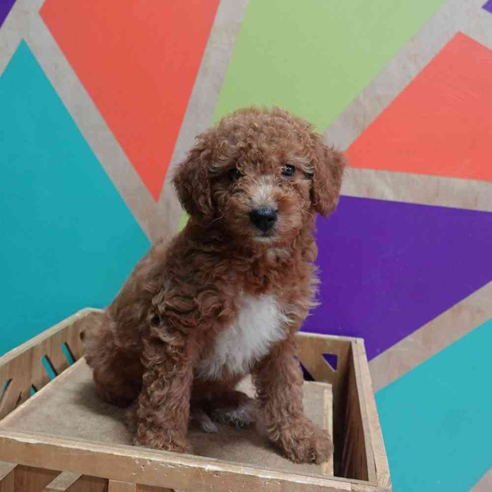 carousel pet images