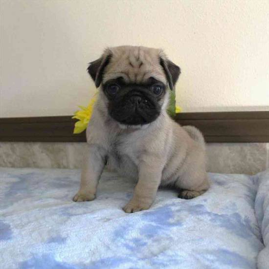 Pug