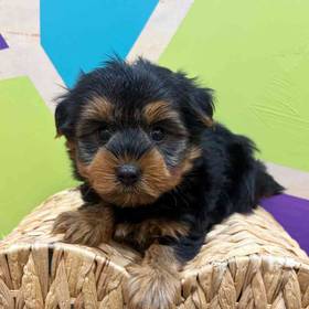 Yorkie