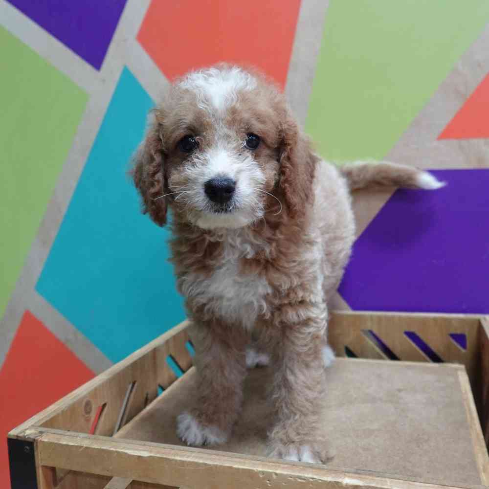 carousel pet images