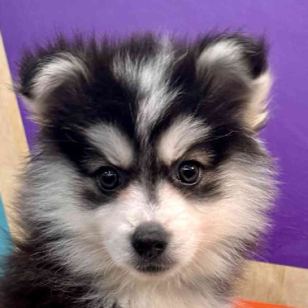 carousel pet images