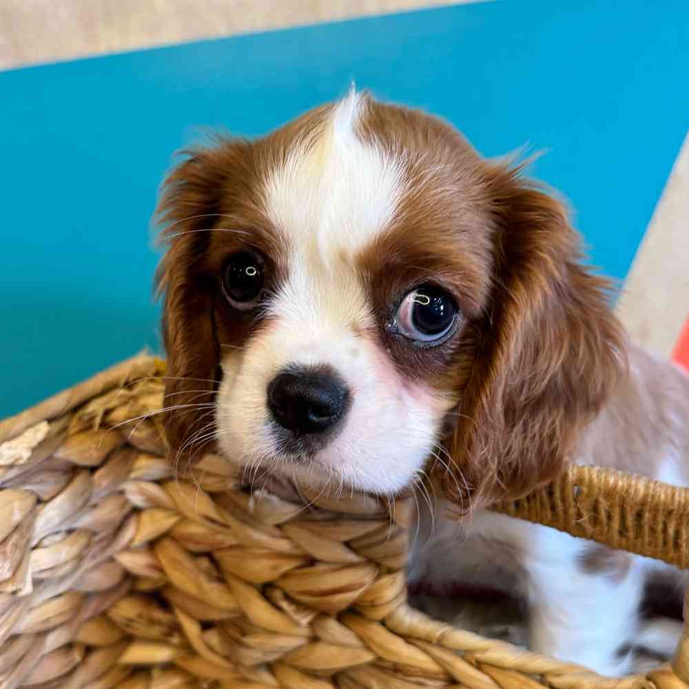 carousel pet images