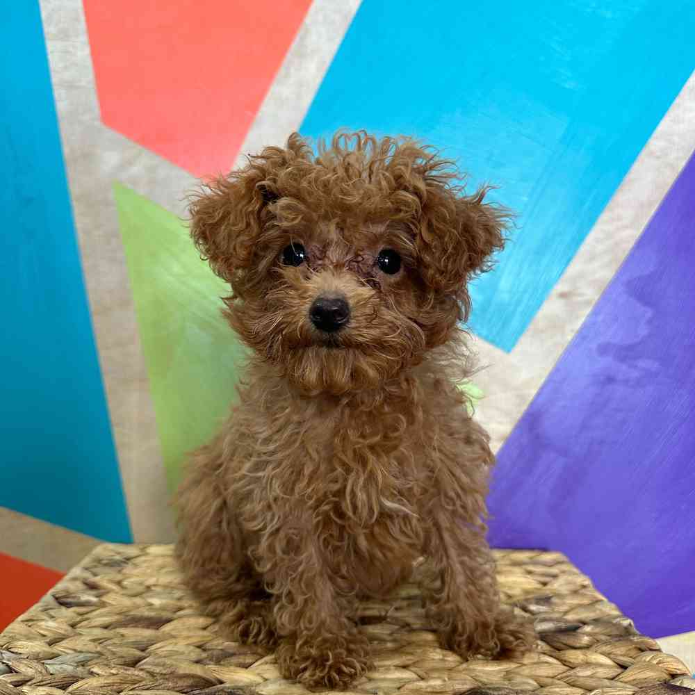 pet breed image