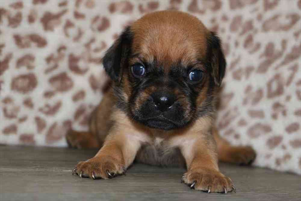pet breed image