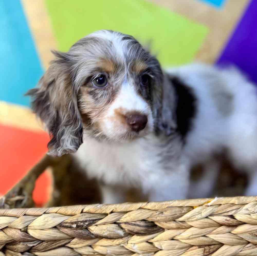 Image of a pet breed in the gallery