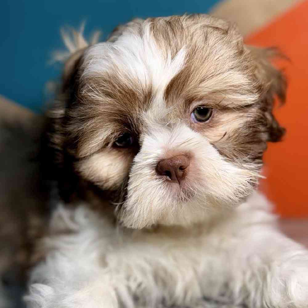 carousel pet images