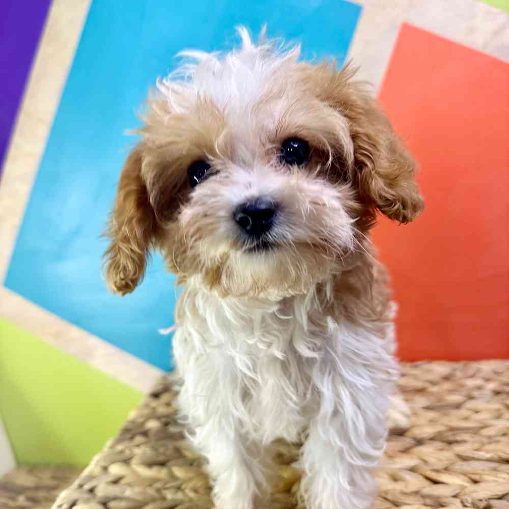 Image of a pet breed in the gallery