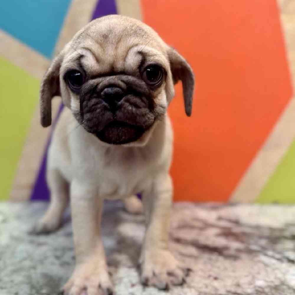carousel pet images