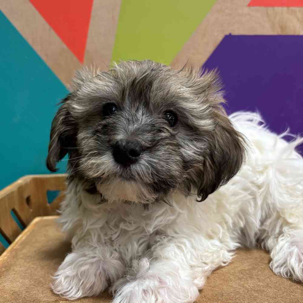 carousel pet images