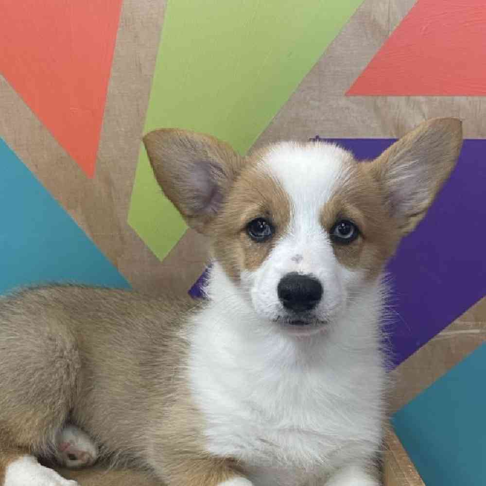 carousel pet images