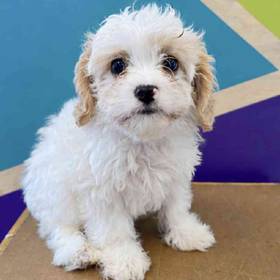 Cavachon