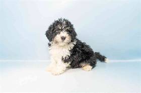 Mini Bernedoodle