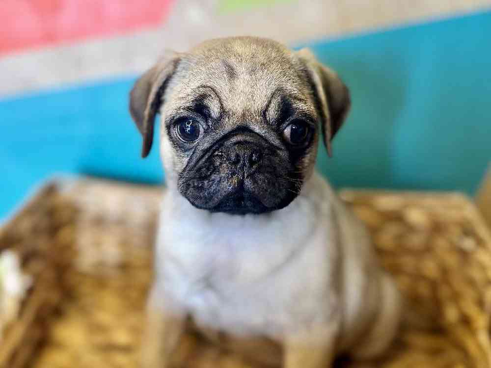 Image of a pet breed in the gallery