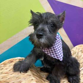 Mini Schnauzer