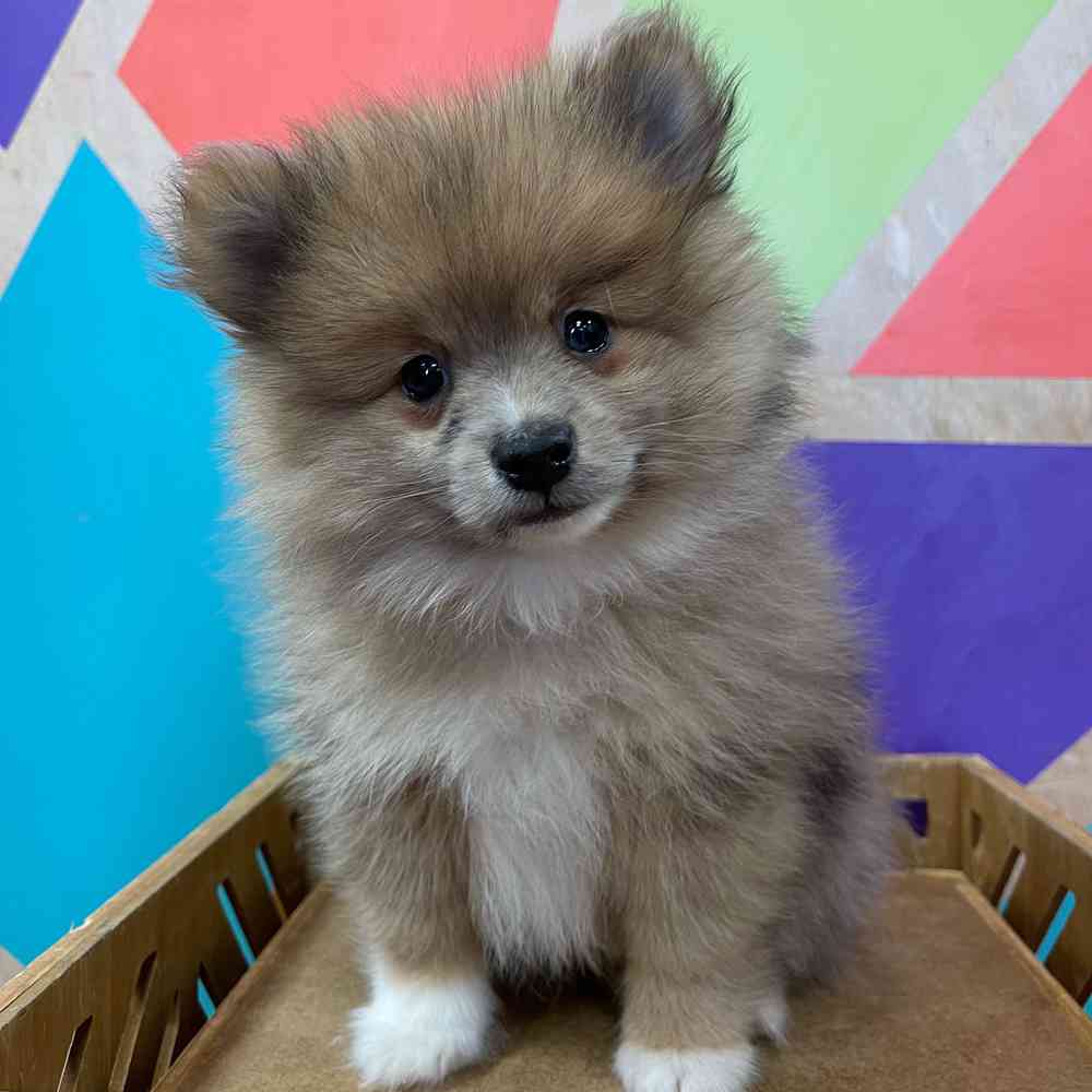 carousel pet images