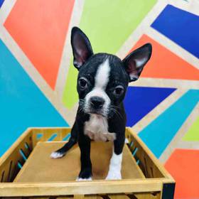 Boston Terrier