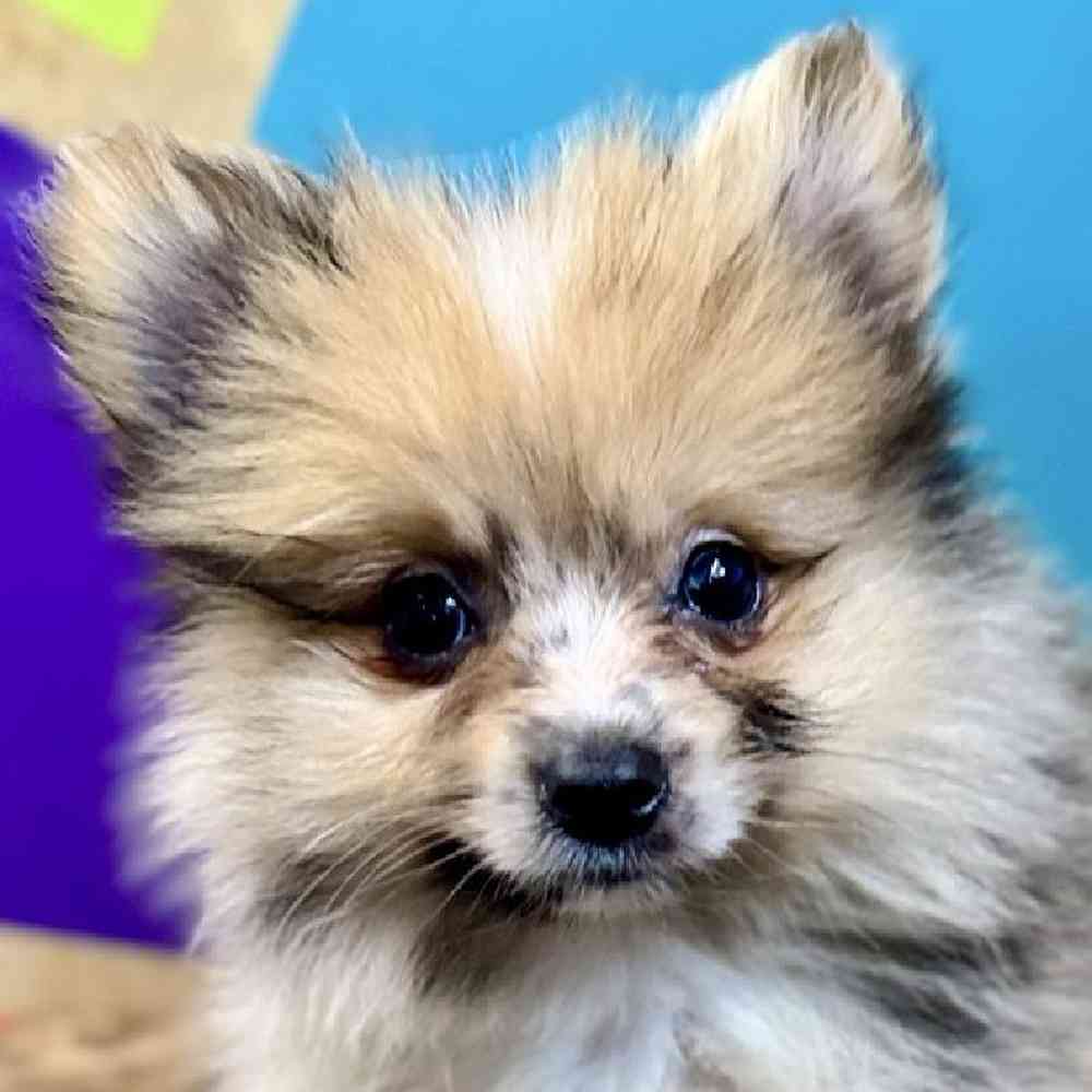 Image of a pet breed in the gallery
