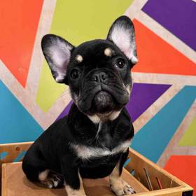 French Bulldog