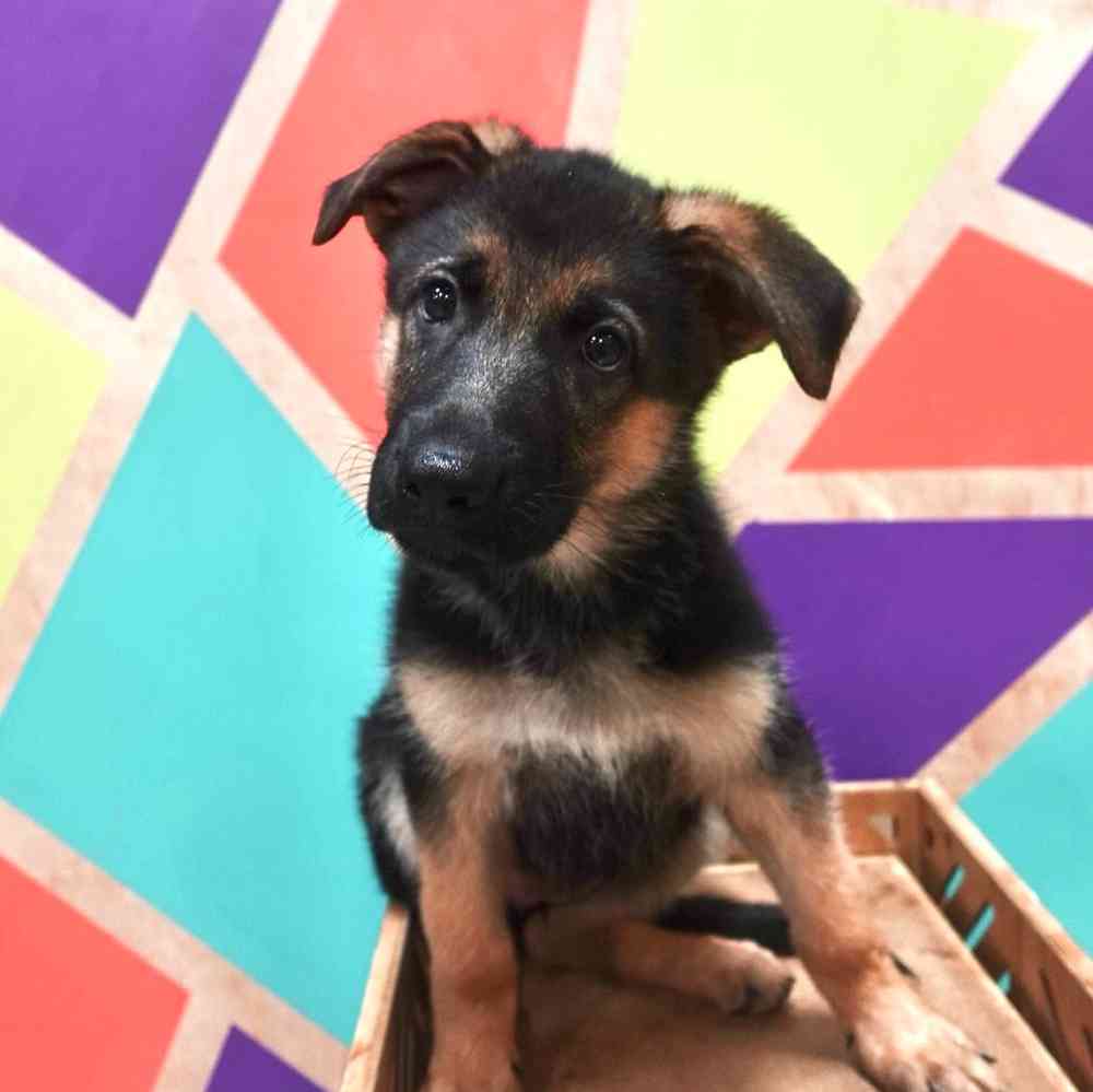 pet breed image