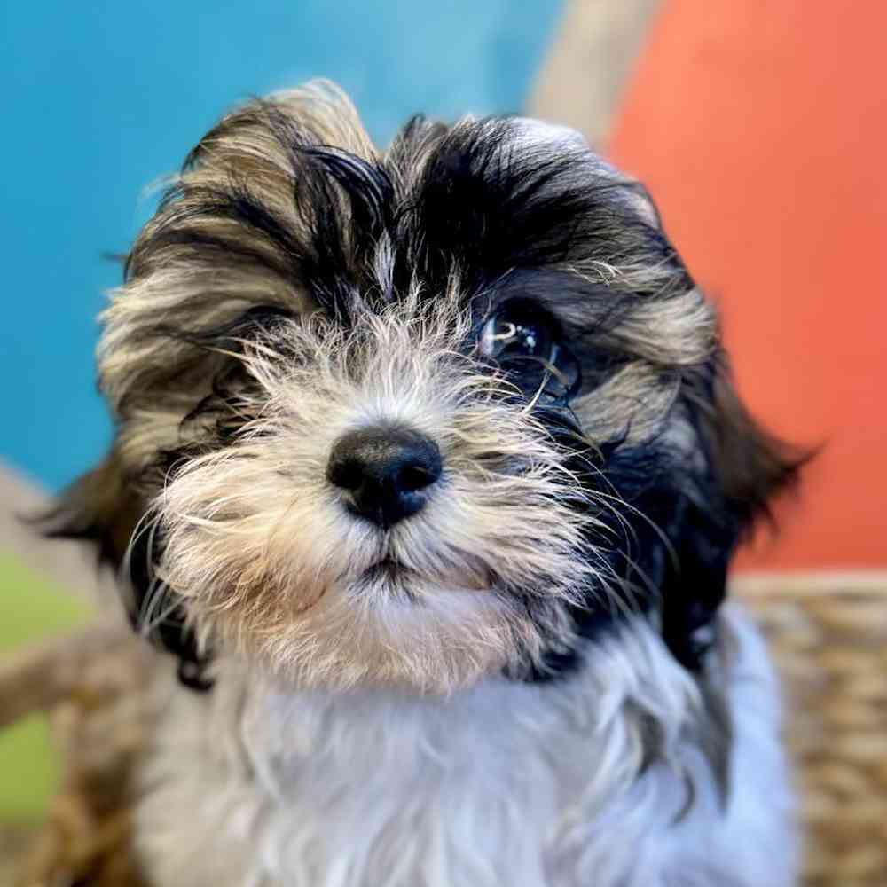 carousel pet images