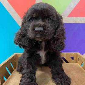 Cocker Spaniel