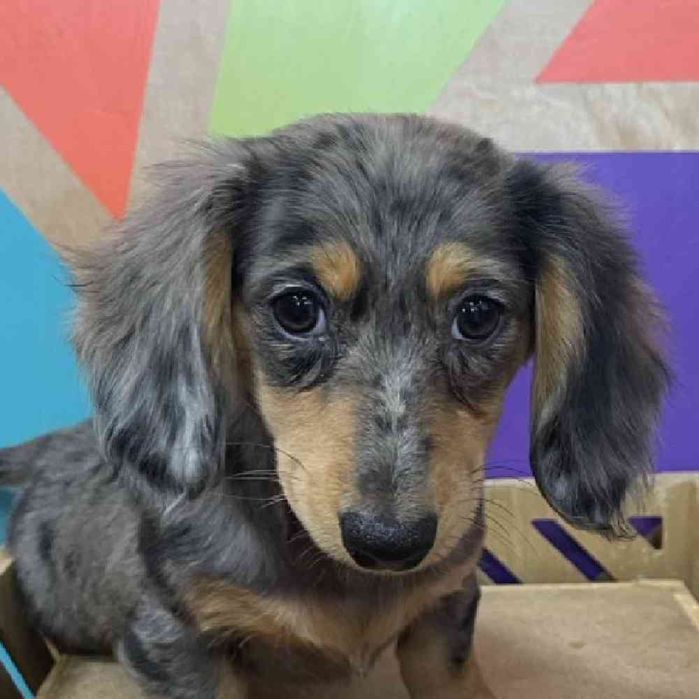 carousel pet images