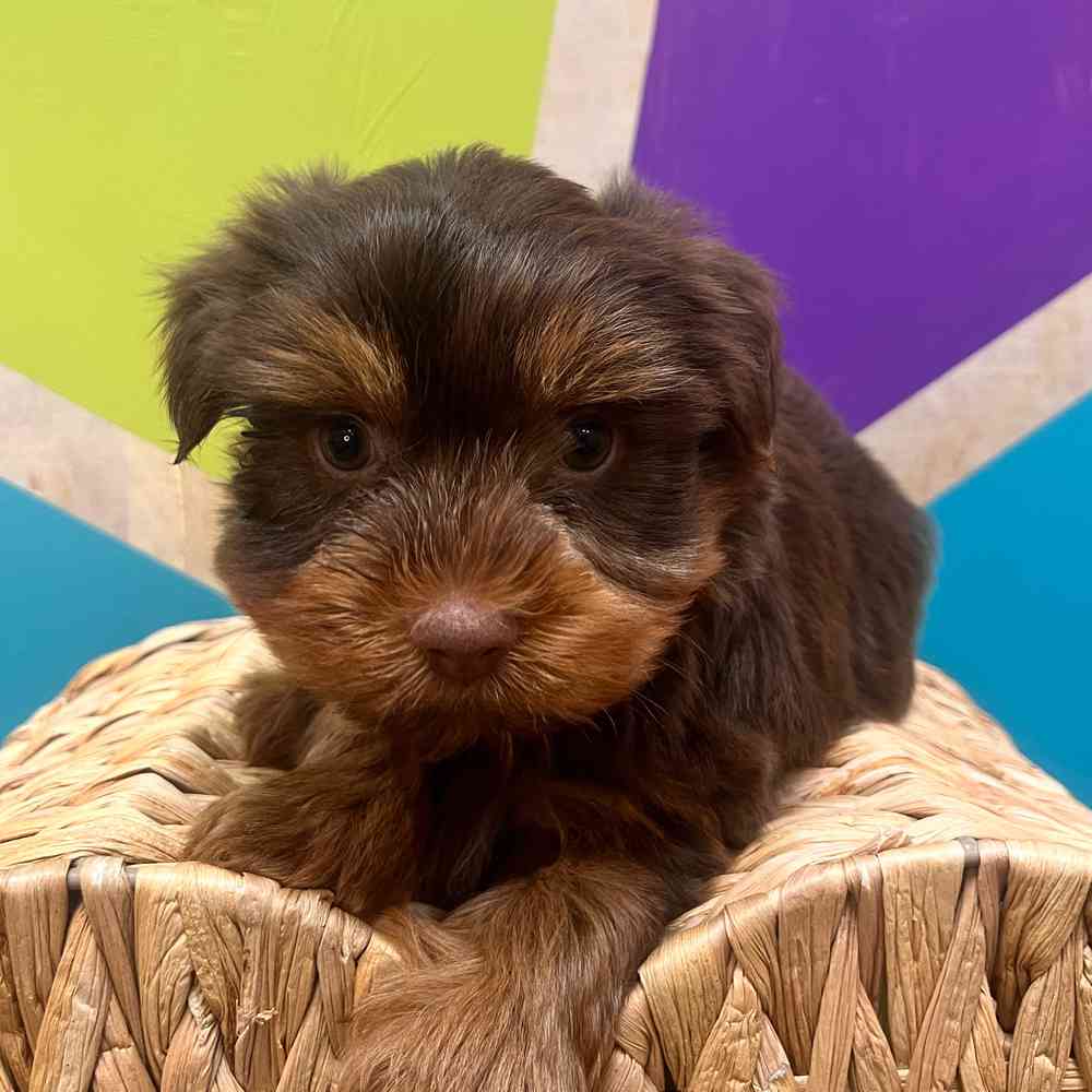 Image of a pet breed in the gallery