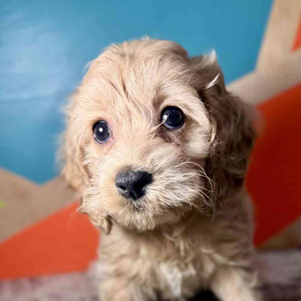 carousel pet images