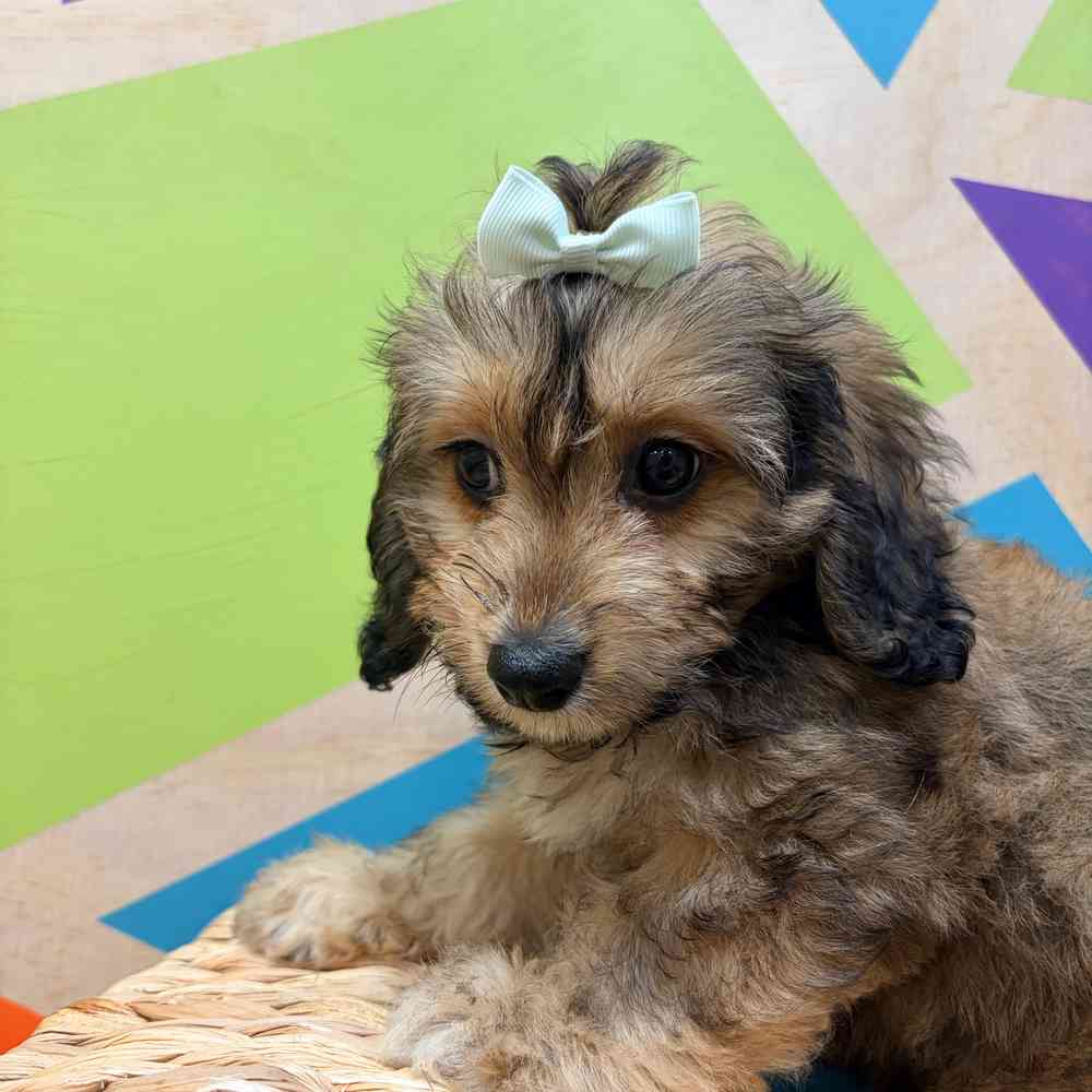 carousel pet images