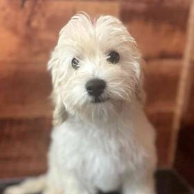 Maltipoo