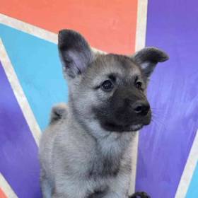 Norwegian Elkhound