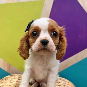 Cavalier King Charles Spaniel