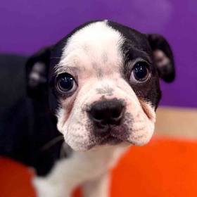Boston Terrier