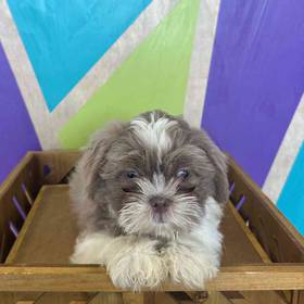 Shih Tzu