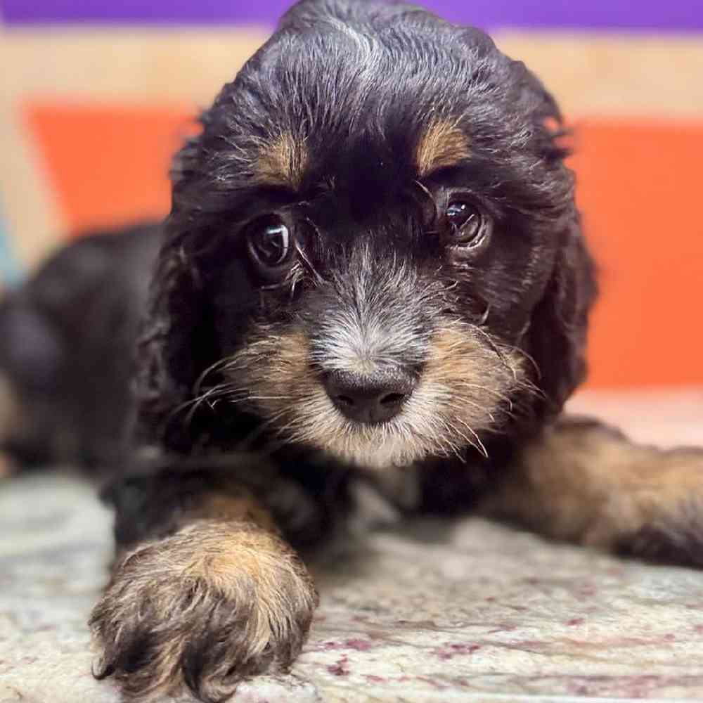carousel pet images