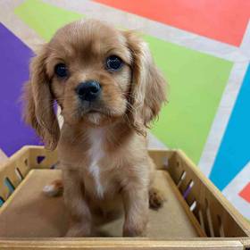 Cavalier King Charles Spaniel