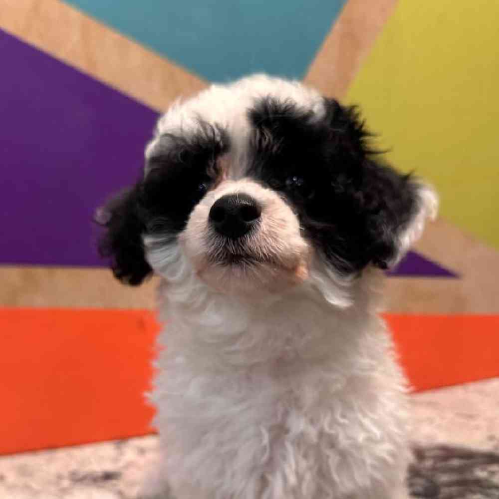 carousel pet images