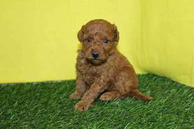Mini Goldendoodle