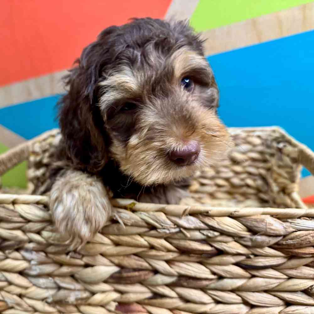 carousel pet images