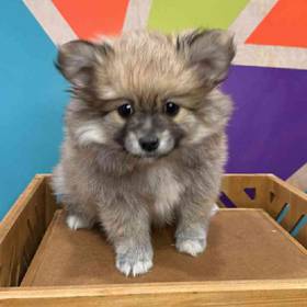 Pomeranian