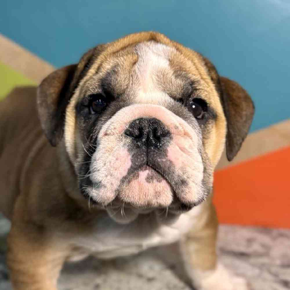 carousel pet images
