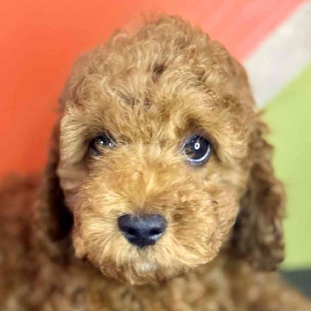 Image of a pet breed in the gallery