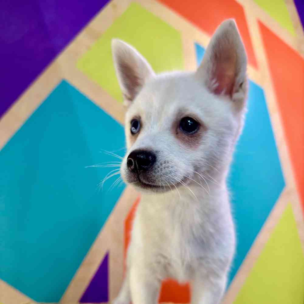 carousel pet images