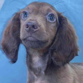 Dachshund