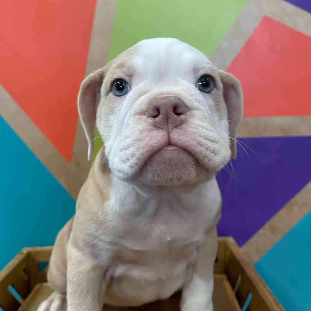 carousel pet images