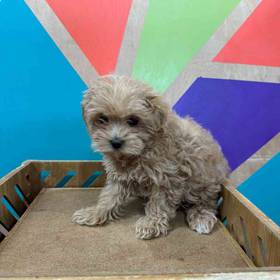 Maltipoo